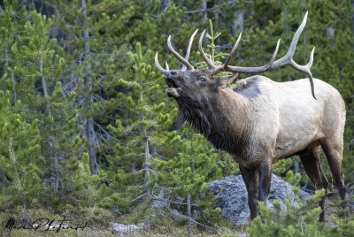 Bull Elk Yellowstone NP Sept 2024